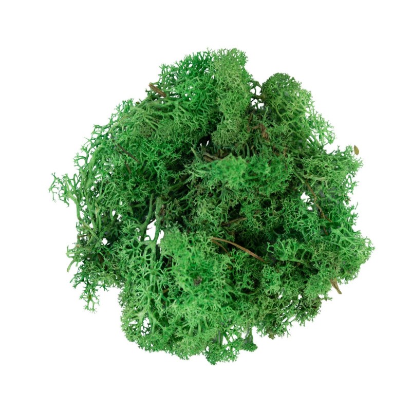 Moss Green Lichen 50 gr MyVillage