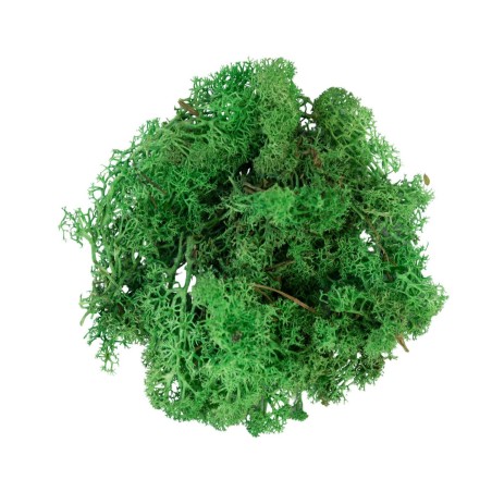 Muschio Lichene Verde 50 gr My Village
