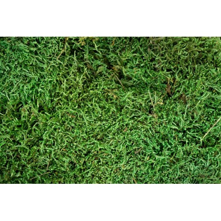 Green Moss 500 gr MyVillage