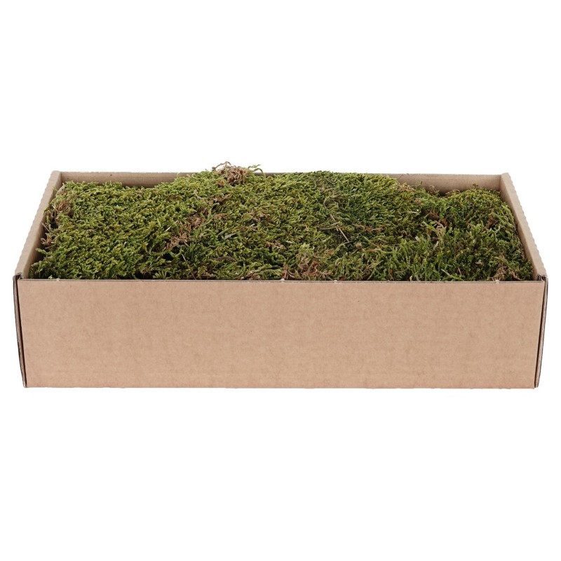 Muschio Piatto Essiccato 500 g Verde - Marrone My Village