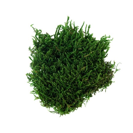 Muschio Verde 50 gr My Village